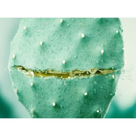 Weleda Vijgencactus Hydraterende Gezichtscr�me 30 ML