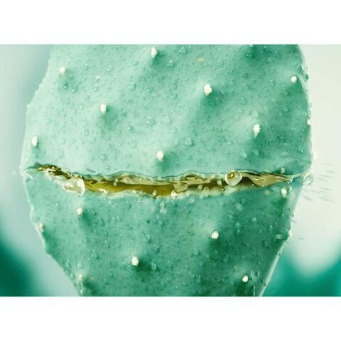 Weleda Vijgencactus Hydraterende Gezichtscr�me 30 ML