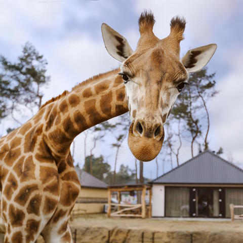 Safari Resort Beekse Bergen Midweek Laagseizoen