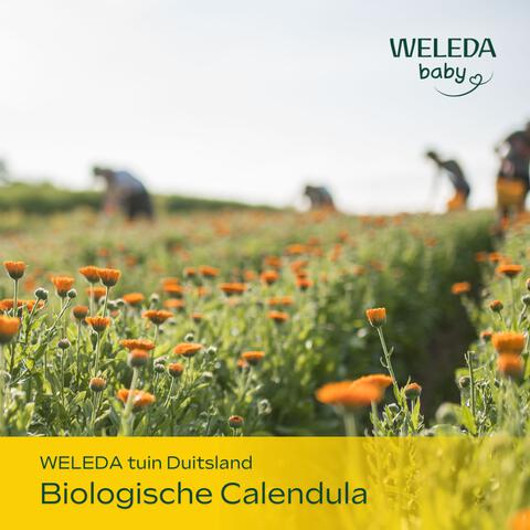 WELEDA Baby Calendula Billenbalsem Parfumvrij 75 ML