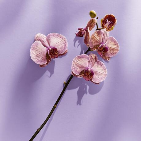 NIVEA Care & Cashmere Douchecrème 250 ML