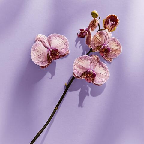 NIVEA Care & Cashmere Douchecrème 250 ML