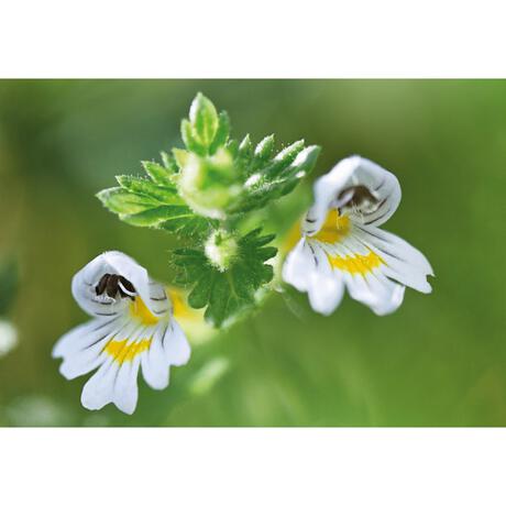 Weleda Ogentroost Oogdruppels Ampullen