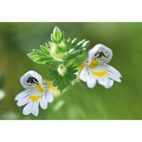 Weleda Ogentroost Oogdruppels Ampullen