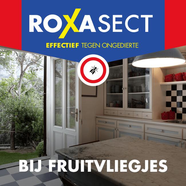 Roxasect Fruitvliegjes Vanger 1 stuk