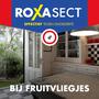 Roxasect Fruitvliegjes Vanger 1 stuk