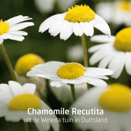 Weleda Planten Tandpasta 75 ML