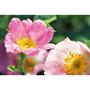Weleda Wilde Rozen Vitaliserende Nachtcrème 30 ML