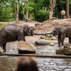 Diergaarde Blijdorp Entree volwassene (13 jaar en ouder)
