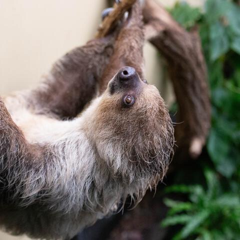 Entreeticket Ouwehands Dierenpark