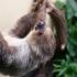 Entreeticket Ouwehands Dierenpark