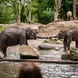 Diergaarde Blijdorp Entree volwassene (13 jaar en ouder)
