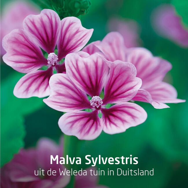 Weleda Visiodoron Malva Oogdruppels Ampullen 0,4 ML