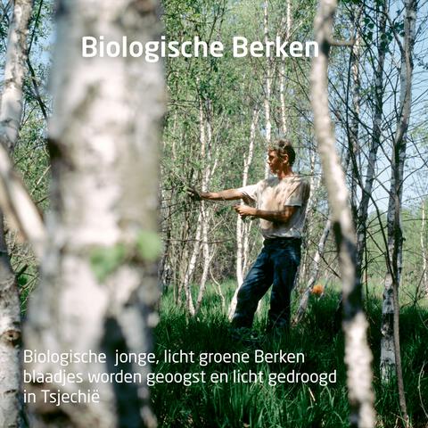 Weleda berken anti cellulitus olie 100ML