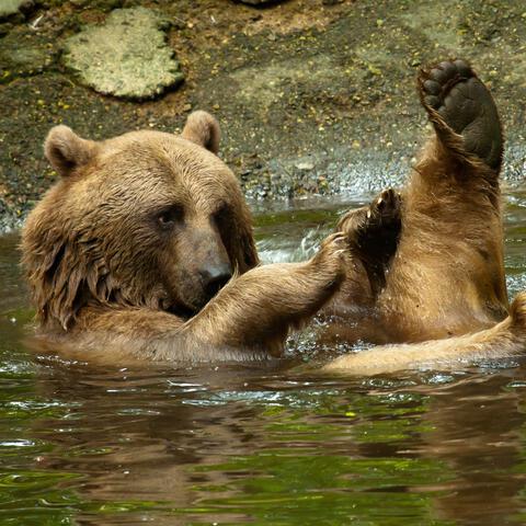 Entreeticket Ouwehands Dierenpark
