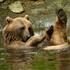 Entreeticket Ouwehands Dierenpark