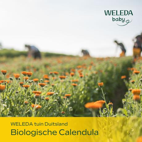 WELEDA Baby Calendula Billenbalsem Parfumvrij 75 ML