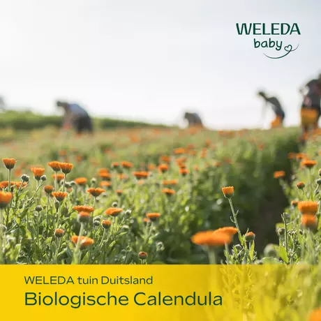 WELEDA Baby Calendula Billenbalsem Parfumvrij 75 ML