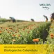 WELEDA Baby Calendula Billenbalsem Parfumvrij 75 ML