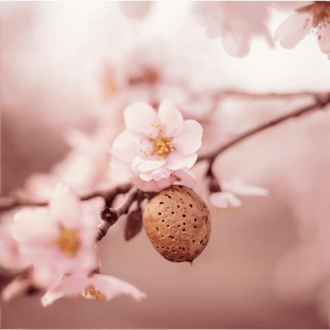 Weleda Amandel Verzachtende Gezichtsolie 50 ML