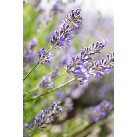Weleda Lavendel Ontspannende Body Olie 100 ML