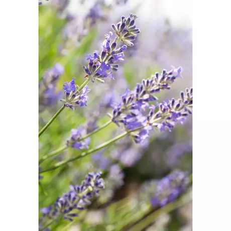 Weleda Lavendel Ontspannende Body Olie 100 ML