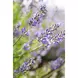 WELEDA Lavendel Ontspannende Body Olie 100 ML