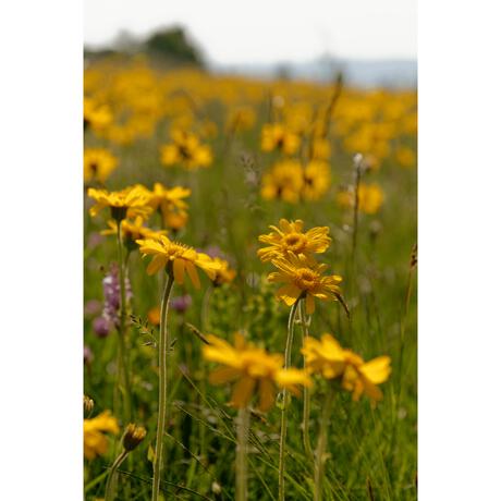 Weleda Arnica Sport Massageolie