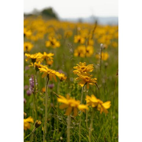 Weleda Arnica Sport Massageolie