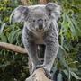 Entreeticket Ouwehands Dierenpark