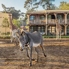 Safari Hotel Beekse Bergen. 1 nacht, 2 personen, periode 2