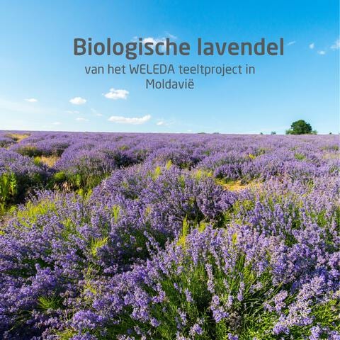 WELEDA Lavendel Ontspannende Body Olie 100 ML