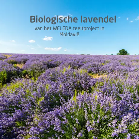 WELEDA Lavendel Ontspannende Body Olie 100 ML