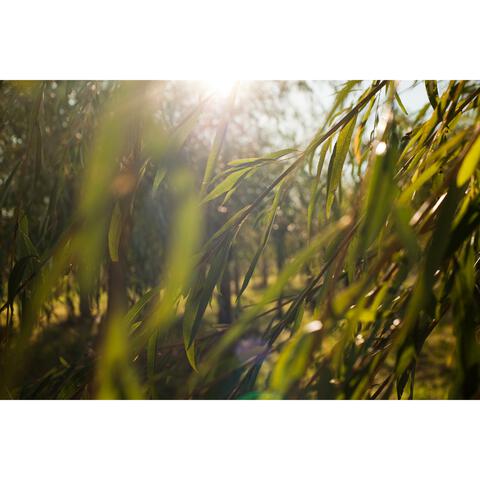 Weleda Zuiverende Reinigingsgel 100 ML