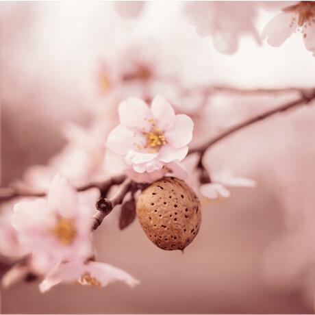 Weleda Sensitive Verzachtende Reinigingsmelk 75 ML