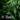 Lux Botanicals Bird of Paradise & Rosehip Oil Douchegel 250 ML