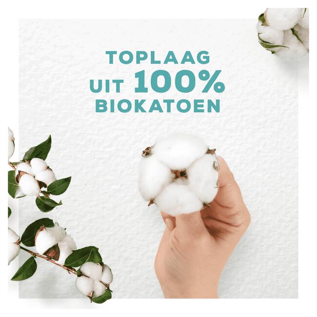 Always Cotton Protection Maandverband Night Met Vleugels 8 Stuks