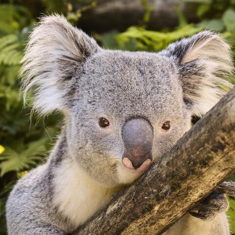 Entreeticket Ouwehands Dierenpark