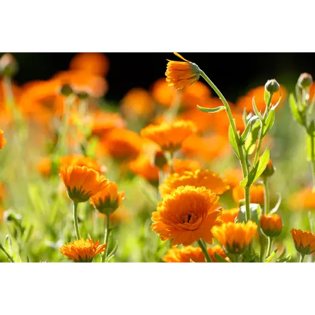 WELEDA Calendula 25 gram