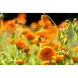 WELEDA Calendula 25 gram