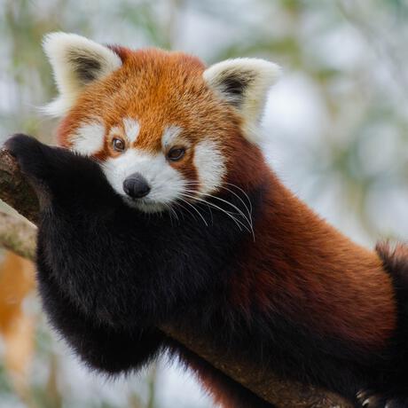 Entreeticket Ouwehands Dierenpark