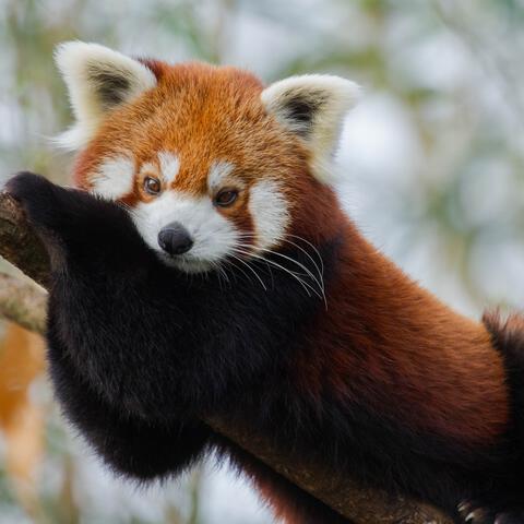 Entreeticket Ouwehands Dierenpark