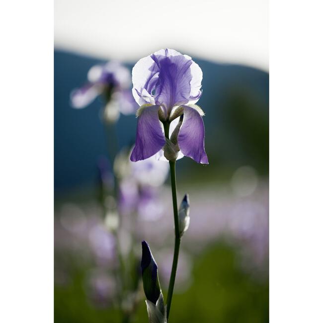Weleda Iris Balancerende Nachtcrème 30 ML