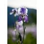 Weleda Iris Balancerende Nachtcrème 30 ML