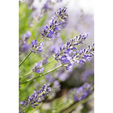 Weleda Lavendel Ontspannende Body Olie 100 ML