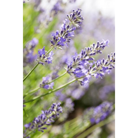 Weleda Lavendel Ontspannende Body Olie 100 ML