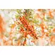 WELEDA Duindoorn Vitaliserende Body Olie 100 ML