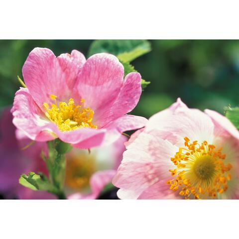 WELEDA Wilde Rozen Body Olie 100 ML