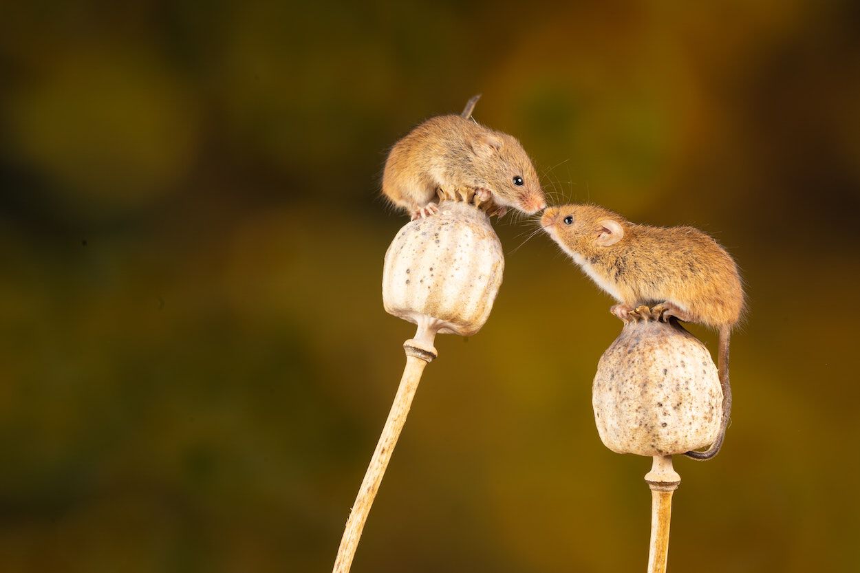 twee muizen met de snuiten tegen elkaar aan