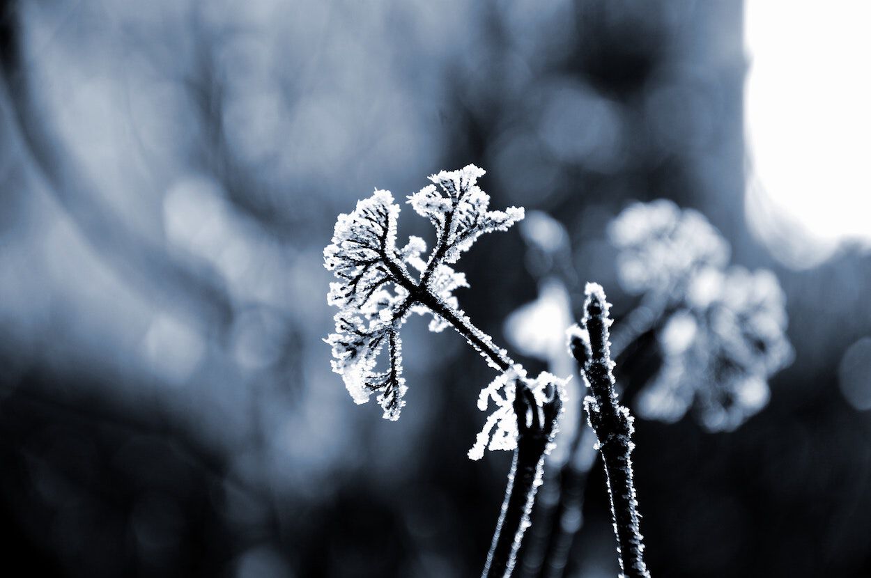winterallergie